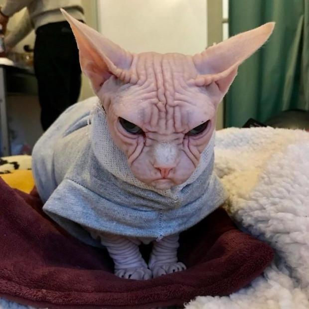 “Nhờ Loki, chúng tôi đã trở nên sáng tạo và lạc quan hơn với bản thân. Thật biết ơn khi nó luôn là người bạn chân thành và thân thiết với chúng tôi dù có chuyện gì xảy ra đi chăng nữa”, Brent nói thêm. Loki thuộc giống mèo Sphinx hay còn gọi là mèo không lông Sphinx. Cái tên Sphinx được đặt theo tượng nhân sư (Sphinx) ở Ai Cập, vì loài mèo này có ngoại hình khá giống nhân sư trong truyền thuyết. Đây là một giống mèo được phát triển vào thập niên 1960 với đặc điểm cơ thân thể trần trụi, không có sợi lông nào, và là giống mèo đột biến tự nhiên, không qua cấy ghép.