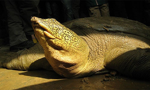 Trước đó, các nhà khoa học chỉ biết còn một con giải Sin-hoe (Rafetus swinhoei) hay còn gọi là rùa Hồ Gươm - loài quý hiếm nhất thế giới, sống ở hồ Đồng Mô (Sơn Tây, Hà Nội).