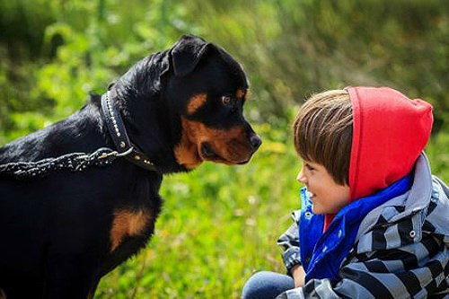 3. Không tiếp cận với chó lạ Tuyệt đối không tiếp cận một con chó lạ, hoặc bất cứ một con chó nào khi không có chủ nuôi ở đó.