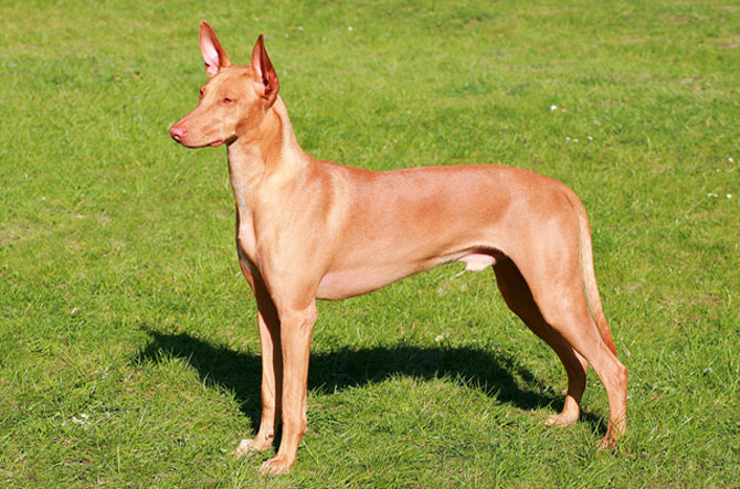 4. Chó săn Pharaoh (giá: 6.500 USD/con)