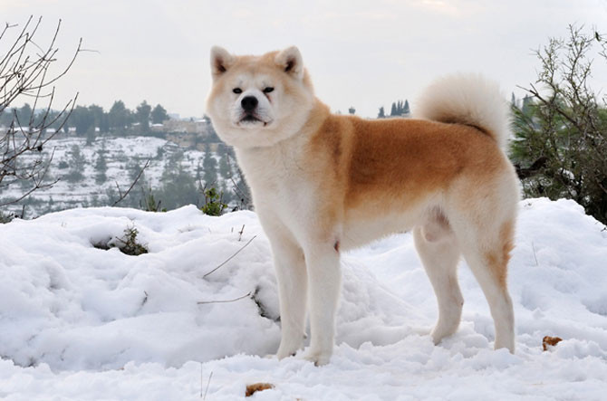 5. Chó Akita (giá: 4.500 USD/con)