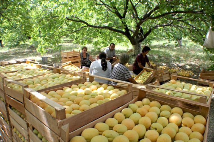 Quê hương của giống Mơ Châu Âu (Apricot): Nhà địa lý Ả Rập Ibn al-Faqih trong “Sách các nước” (903) đã đề cập đến quả mơ Armenia dưới cái tên Armenia của nó là “tsiran” và gọi nó là “quả của Armenia”.