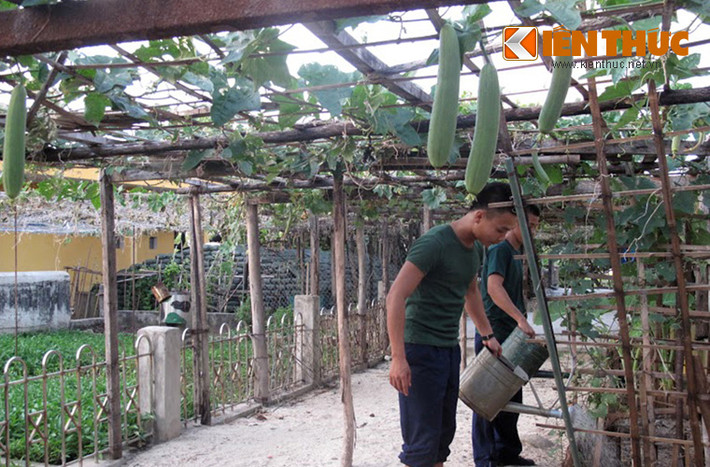 Giàn mướp trĩu quả là công sức không nhỏ của các chiến sĩ đảo Sinh Tồn dày công chăm sóc.