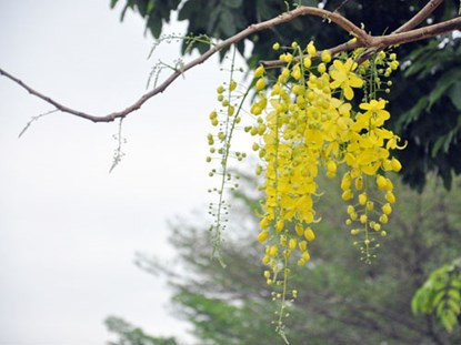 Tháng 3, tháng 4, khi những bông mai, bông cúc đã dần tàn, cái nắng mùa xuân miền Nam lúc dịu lúc gắt, người ta lại thấy những chùm hoa Osaka vàng rực rỡ như giữ nắng ở những góc phố Sài Gòn.