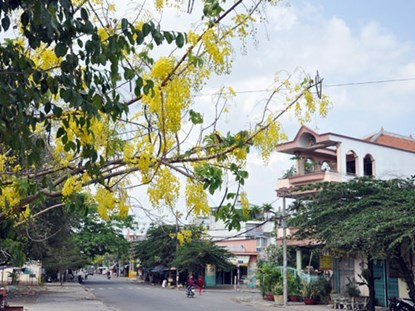 Hoa Osaka "nhuộm vàng" đường phố Sài Gòn.