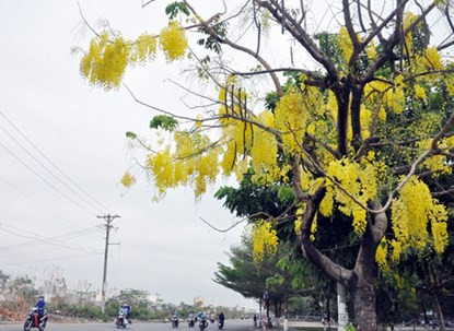 Hoa đủng đỉnh trong cái gió đầu hạ khiến nhiều người bất chợt nghĩ về một điều gì đó xa xăm.