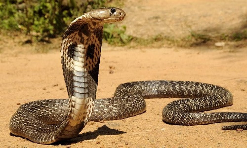 Rắn hổ mang có tên khoa học là Naja sống ở các khu rừng nhiệt đới, khu canh tác nông nghiệp, thậm chí ở trong các khu dân cư.