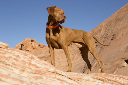 #2 – Vizsla Chó Viszsla có thể chạy với vận tốc 63 km/giờ và có nguồn gốc từ Hungary. Giống chó này được thuần hóa từ khoảng thế kỷ thứ 10. Chúng thích chạy, dễ bảo và phù hợp với gia đình.