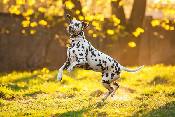 #7 – Dalmatian Có nguồn gốc từ Croatia, giống chó này có thể chạy với vận tốc 46 km/giờ. Sức bền là ưu điểm lớn nhất của chó đốm Dalmatian và chúng được nuôi để kéo xe.