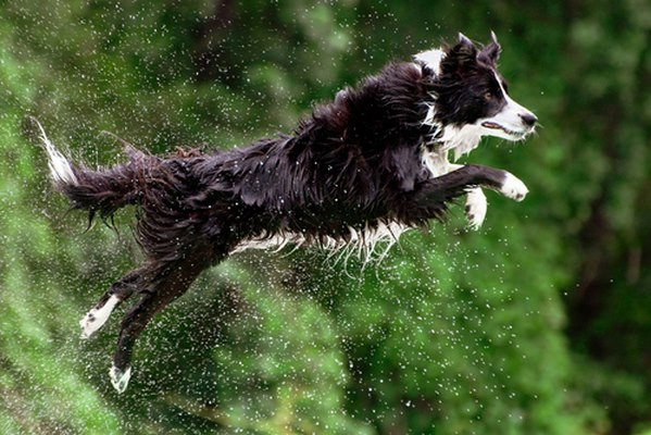 #8 – Border Collie Giống chó này thường được nuôi cho các trang trại vì chúng rất dẻo dai và linh hoạt. Chó Border Collie có thể chạy với vận tốc lên tới 48 km/giờ.