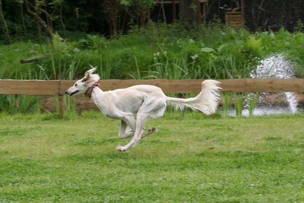 #10 – Saluki Giống chó này được ví với Greyhound phiên bản nhiều lông. Chúng có nguồn gốc từ Ai Cập, sức bền lớn và chạy được ngưỡng 64 km/giờ.