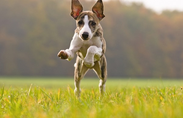 #9 – Whippet Chó Whippet được dùng để săn các loài thú chạy rất nhanh. Chúng có thể đua với vận tốc 56 km/giờ trong quãng đường rất dài.