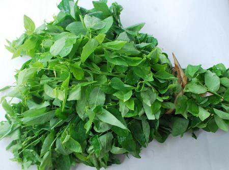 Cản trở hấp thụ canxi và phốt pho: Trong quá trình tiêu hóa, rau ngót sẽ sản sinh lượng lớn chất Glucocorticoid – chất này làm cản trở quá trình hấp thụ canxi và phốt pho của cơ thể. Vì vậy, bạn chỉ sử dụng rau ngót với lượng vừa phải, chia làm nhiều lần trong tuần.