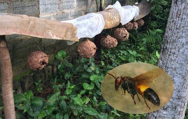 Loài ong mật khi đốt người sẽ để lại nọc kim đốt chích trong da nạn nhân và nó sẽ bị chết sau đó.