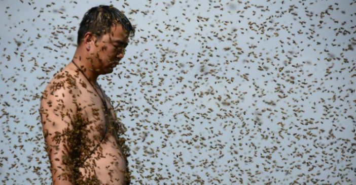 Loài ong vò vẽ (Vespidae) khi đốt người, nó có thể rút nọc kim đốt ra và đốt nhiều lần nên nguy hiểm hơn loài ong mật (Apidae) rất nhiều.