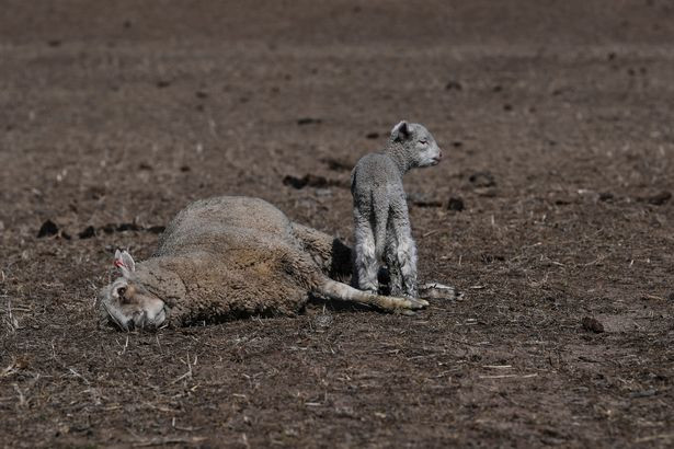 Dường như, con kangaroo này đang lê lết trên thảm cỏ khô khốc không khác gì sa mạc ở New South Wales thì gục xuống do thiếu thức ăn, nguồn nước uống dẫn đến kiệt sức. Phần thịt của nó bị những con chim ăn thịt đói khát tìm đến rỉa trụi chỉ còn bộ xương khô phơi giữa vùng đất “khát nước”. New South Wales, Úc đang hứng chịu đợt nắng nóng nghiêm trọng nhất trong suốt 100 năm qua. Điều này khiến nước Úc chịu thiệt hại nặng nề, đặc biệt là nền nông nghiệp. Một con cừu con đứng bên cạnh xác chết của mẹ nó tại trang trại Billaglen.