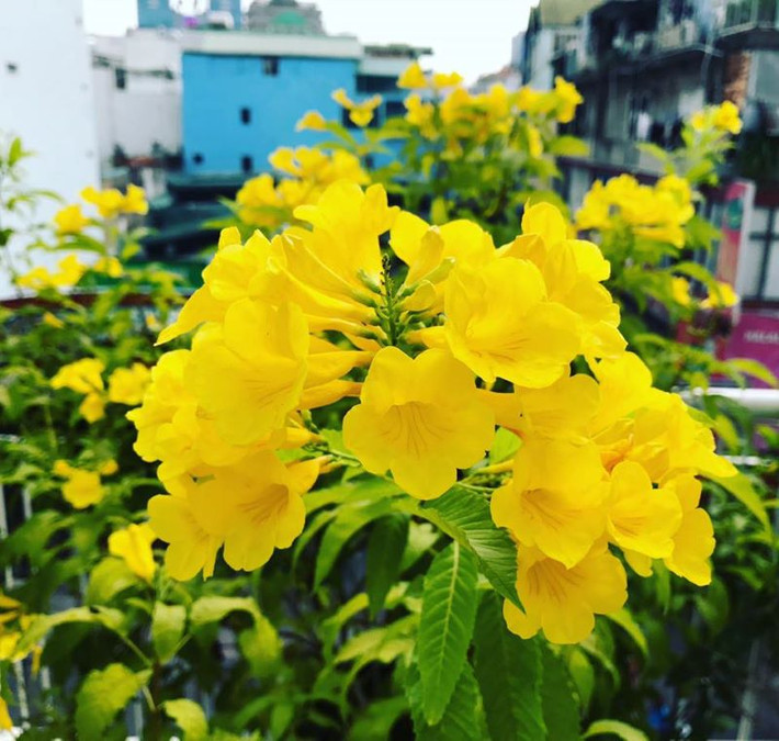 Cây có hoa màu vàng rực rỡ, hình chiếc chuông. Đặc biệt, khi vào mùa hoa, lá cây rụng hết để phô một bó đuốc vàng rực rỡ.