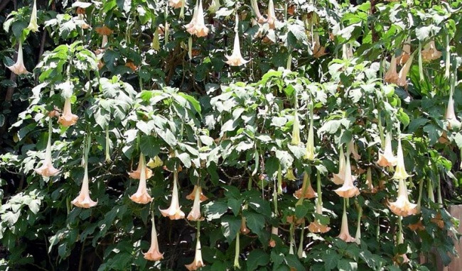 Tuy mang vẻ đẹp rực rỡ, hút mắt, song các nhà khoa học chỉ ra phấn của loài hoa này chứa chất kịch độc. Đó là chất scopolamine - một loại độc dược tác động cực mạnh đến hệ thần kinh trung ương.