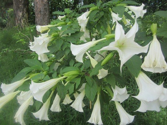 Kèn của thiên thần, hơi thở của quỷ, chuông là tên gọi khác nhau thuộc loài hoa Borrachero, một loại cây dại mọc phổ biến ở Bogota, Colombia Mexico, Peru…