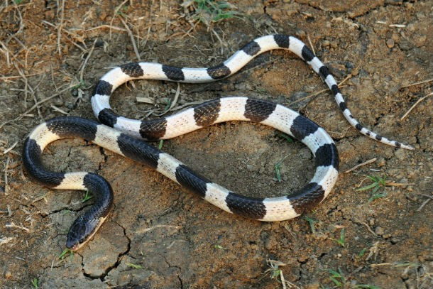Rắn Blue Krait. Thường gặp ở Thái Lan, được xem là một trong những loài rắn nguy hiểm nhất trên thế giới, 50% số người bị loài rắn này cắn đã phải bỏ mạng, ngay cả khi đã được cứu trị bởi chất thanh độc antivenin. (Theo L25)