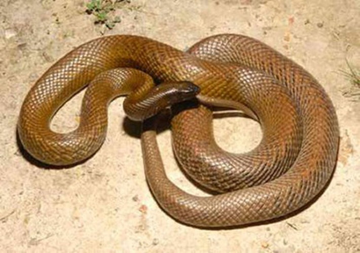 Rắn Taipan nội địa: Còn có tên gọi khác là rắn “dữ tợn” và được mệnh danh là loài rắn cạn độc nhất thế giới. Một vết cắn của chúng có thể giết 100 người hay 250.000 con chuột. Theo nghiên cứu, một lượng rất rất nhỏ nọc độc của rắn “dữ tợn” độc gấp 10 lần vết cắn của rắn chuông và 50 lần so với rắn hổ mang.