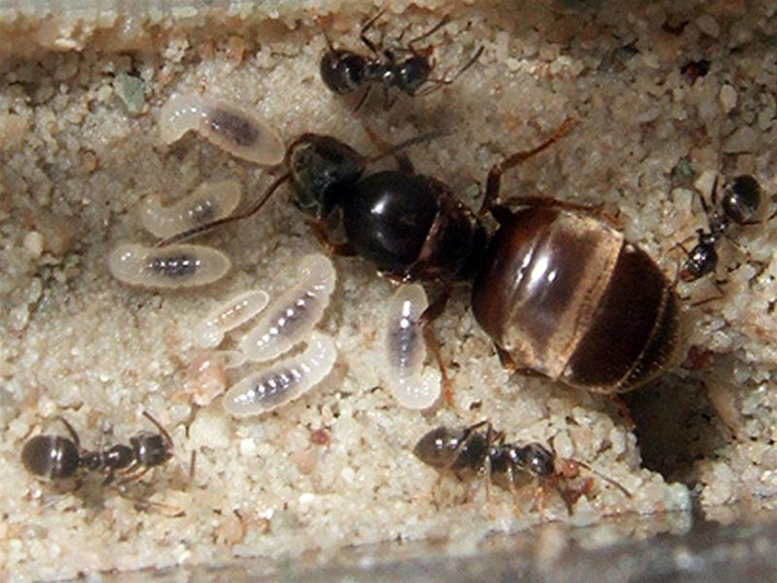 Kiến gai đen (Polyrhachis dives): Kiến có đặc điểm là không cánh, toàn thân dài 1,3-1,5 cm, màu đen bóng. Chúng sống thành đàn lớn ở rừng núi, làm tổ dưới đất, đến mùa mưa lũ lại kéo nhau lên cây để xây tổ tránh. Trong trứng kiến chứa từ 42-67% đạm, 28 loại axit amin tự do... và những hoạt chất thiết yếu mà cơ thể con người không thể tự tổng hợp được…