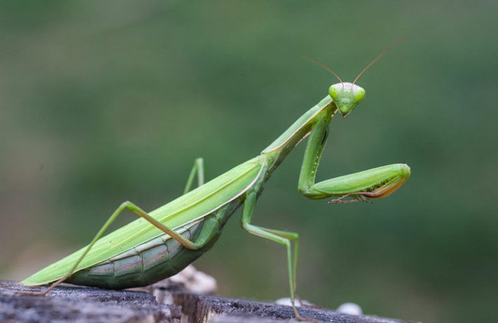 Bọ ngựa thông thường (Mantis religiosa): Bọ ngựa sinh sống khắp trên lãnh thổ Việt Nam. Chúng có nhiều ích lợi, vì tiêu diệt nhiều côn trùng có hại, là vị thuốc đông y và vẻ đẹp trong thiên nhiên.