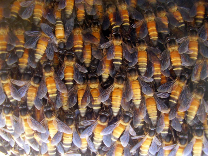 Ong Khoái (Apis dorsata): hay còn gọi là ong mật khổng lồ Đông Nam Á. Tổ của chúng được xây dựng ở nơi rất cao: trên cành cây, dưới các vách đá nhô ra, thậm chí là trong tòa nhà. Mật của loài công trùng này có màu vàng chanh vào đầu mùa và màu vàng sậm vào cuối mùa.