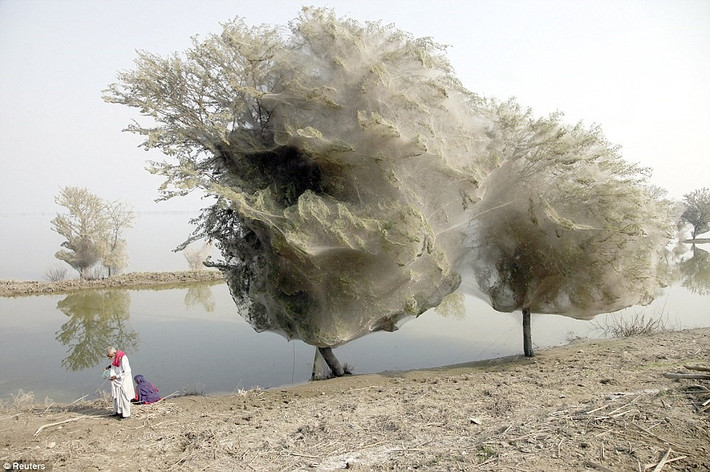 6. Cây ma ở Pakistan Đây là nơi mà khi nước lũ dâng cao, hàng triệu con nhện leo lên cây để trú và giăng tràn ngập mạng nhện lên đó.