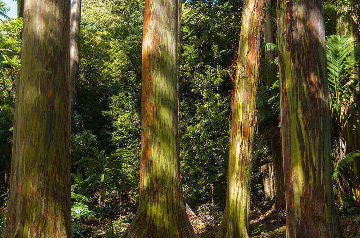 1. Cây cầu vồng ở Kailua, Hawaii, Mỹ Thường được gọi là cây cầu vồng, Eucalyptus Deglupta là một cây cao tự nhiên được tìm thấy ở New Britain, New Guinea, Ceram, Sulawesi và Mindanao. Điều kỳ lạ là màu sắc độc đáo trên thân cây thay đổi theo thời tiết khác nhau trong năm, từ màu xanh lá có thể chuyển qua cam, tím, xanh dương...