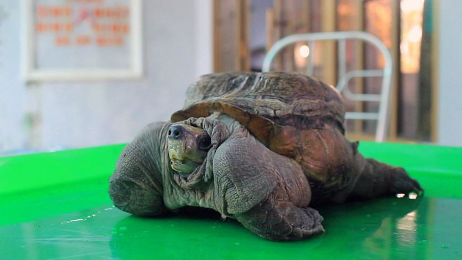 4 chân khá to khỏe khi co vào ở “thế” rất hay.