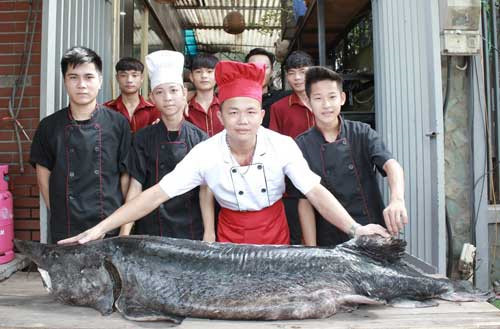 Cá tầm màu đen nặng 101kg được một chủ nhà hàng ở Cầu Giấy đưa từ Nga về Hà Nội để phục vụ thực khách.