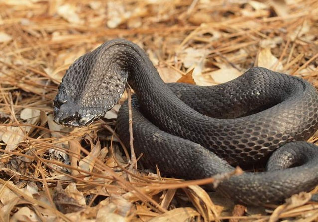 Loài rắn có khả năng diễn xuất xuất sắc - giả chết lừa kẻ thù. Loài rắn Eastern Hognose Snake nổi tiếng với khả năng diễn xuất sắc trong giới tự nhiên hoang dã khi có khả năng giả chết y như thật lúc gặp phải nguy hiểm.