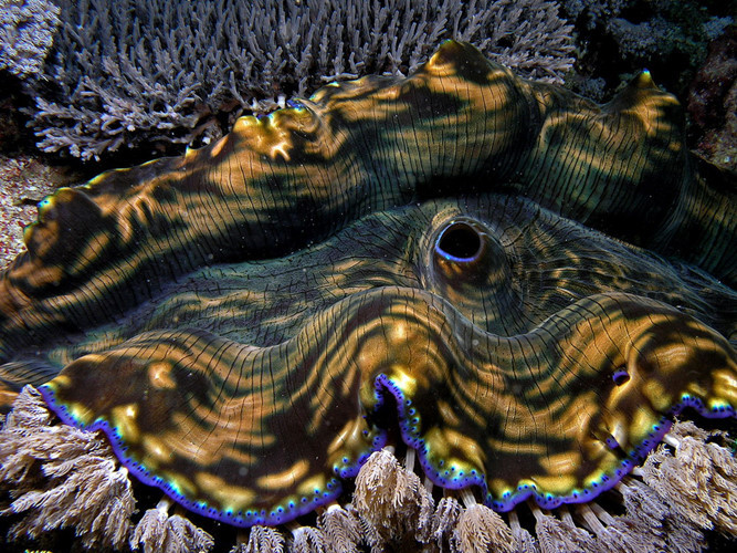 Loài động vật thân mềm hai mảnh vỏ trong họ Tridacnidae, siêu họ trai.
