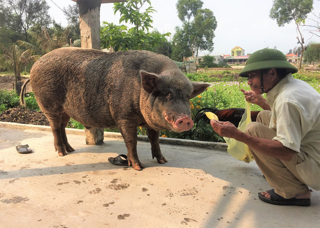 Con heo tên Lích của ông Hoàng Trường (61 tuổi, ở thôn Thượng, xã Võ Ninh, huyện Quảng Ninh, Quảng Bình) có biệt tài kỳ lạ, chủ "nói gì làm nấy", chủ bảo nằm là nằm, ngủ là ngủ, chạy là chạy, kêu đi dắt đàn bò về cũng dắt được luôn… Nó còn biết ăn gà thì bỏ xương, ăn trứng thì bỏ vỏ.