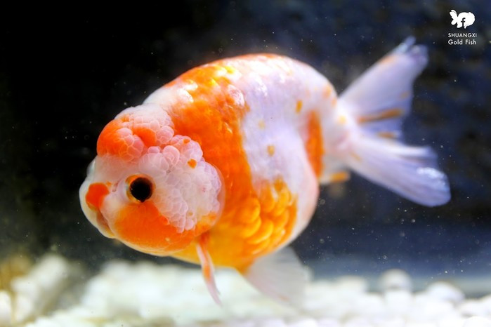 Cá vàng Ranchu là kết quả của việc nhân giống chéo từ giống cá đầu sư tử của Trung Quốc. Điểm đặc biệt của loài cá này là không có vây, tuy nhiên, đổi lại chúng có màu sắc khá bắt mắt, dễ gây ấn tượng với người xem ngay từ cái nhìn đầu tiên.