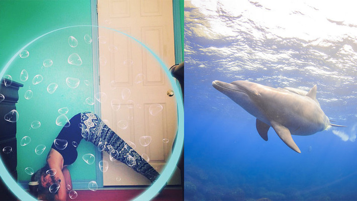 Tư thế tập yoga giống người của động vật hết sức độc đáo mà không kém phần hài hước.