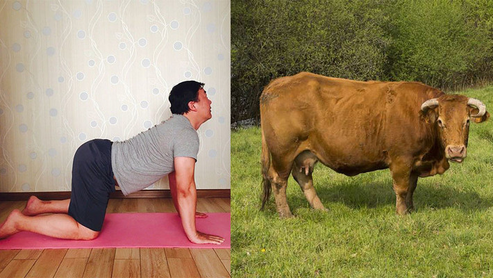 Hình ảnh hài hước về một trong những tư thế độc đáo của yoga được thể hiện trong hình dáng của một con bò.