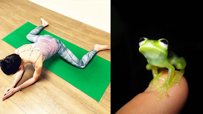 Chú ếch xanh này đang trình diễn tư thế yoga khá quái chiêu.