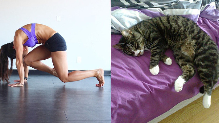 Tuy đang say giấc nồng, chú mèo cưng vẫn có thể "yoga" ngay trong giấc ngủ.
