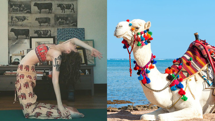 Một dáng yoga tương đồng hoàn hảo giữa người và động vật.