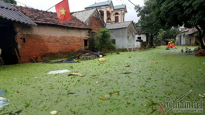 Đường làng, ngõ xóm bao phủ bởi bèo và rác thải