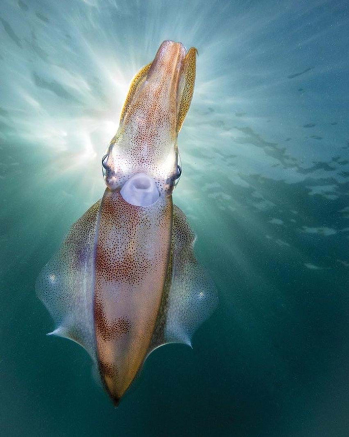 Một chú mực calamari thân thiện được chụp lại bởi PT Hirschfield tại Mornington Peninsula, Úc.