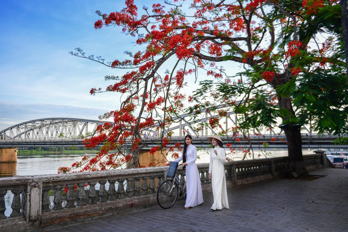 Từ cầu Tràng Tiền (hay Trường Tiền), bạn có thể chiêm ngưỡng cận cảnh vẻ đẹp của sông Hương. Cây cầu "6 vài 12 nhịp" nối bờ Bắc và Nam TP Huế, là điểm nhấn duyên dáng cho dòng Hương Giang. Biểu tượng cố đô được xây dựng bằng thép, dài hơn 400 m, có thiết kế đẹp mắt theo phong cách kiến trúc Gothic. Hàng phượng đỏ mỗi hè về tạo cho nơi đây cảnh đẹp khó quên. Ảnh: Lê Huy Hoàng Hải.