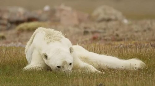 Nhiếp ảnh gia Paul Nicklen là người tận mắt chứng kiến cảnh tượng đau lòng trên. Anh nói rằng những gì anh gặp lần này thật sự ám ảnh.