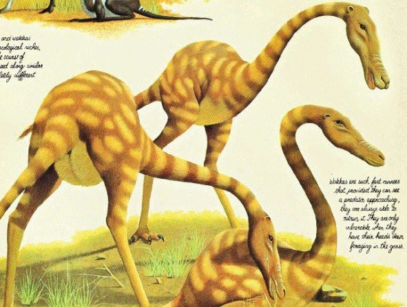Sinh vật khổng lồ này được gọi là Anabracchium struthioforme, hay wakka, chúng không có chi trước, ăn cỏ.