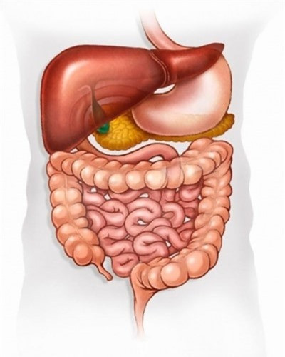 Hỗ trợ tiêu hoá: Các enzyme tiêu hoá protein có trong hạt đu đủ giúp hỗ trợ và cải thiện tình trạng sức khỏe tiêu hóa và giúp tiêu hóa protein.