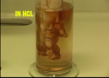 Chân lợn bị biến dạng như “dị nhân” khi ngâm trong dung dịch axit clohydric.