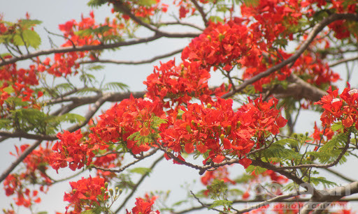 “Em thấy không, tất cả đã xa rồi/Trong tiếng thở của thời gian rất khẽ/Tuổi thơ kia ra đi cao ngạo thế/Hoa súng tím vào trong mắt lắm mê say… “, ngay từ khi ra đời, Chiếc lá đầu tiên của Hoàng Nhuận Cầm đã được yêu thích cuồng nhiệt.