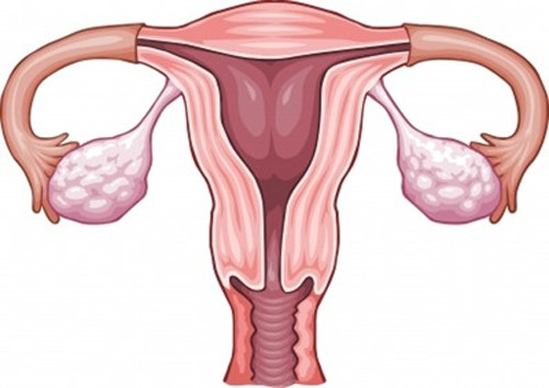 Cụ thể nghiên cứu mới đây chứng minh rằng, đậu nành có chứa nhiều genistein là một hormone thiên nhiên nguồn gốc thực vật (phytohormone), có thể tương tranh với estrogen trong cơ thể người phụ nữ, làm ảnh hưởng quá trình trưởng thành của trứng.